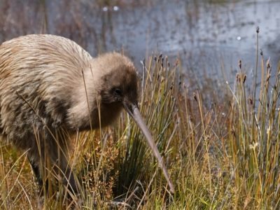 A Kiwi Quiz: What Do You Know About These New Zealand Birds?
