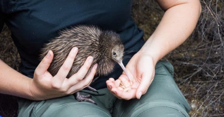 Baby kiwi bird being nursed in avian nursery in nature preserve at Cape Kidnappers, Hawkes Bay New Zealand