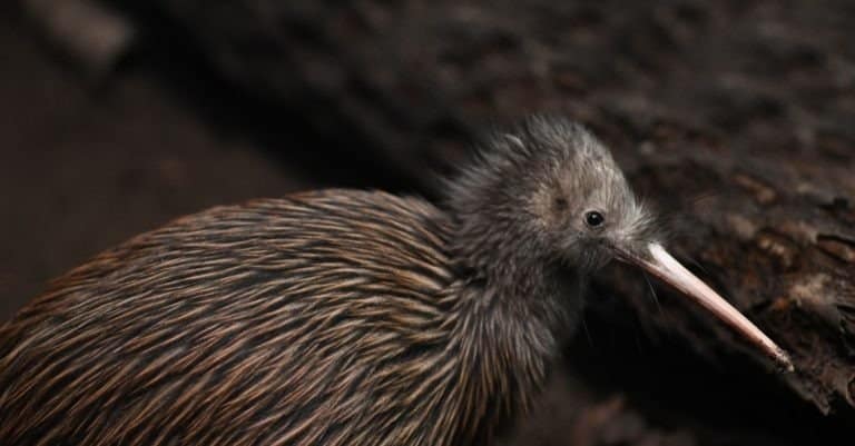 The North Island brown kiwi, Apteryx mantelli, is the most common kiwi, with about 35,000 remaining in New Zealand.