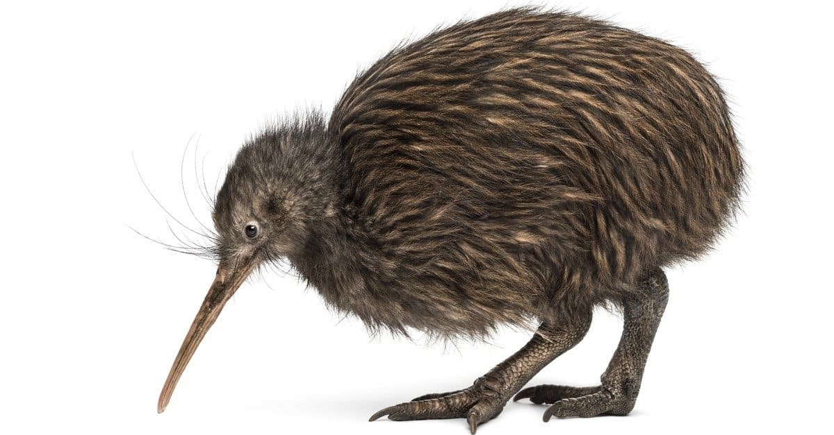 Kiwi Bird Facts Az Animals