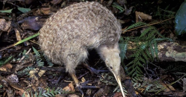 New Zealand, a little spotted kiwi.