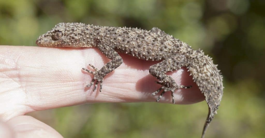 Southern leaf-tailed gecko on finger.