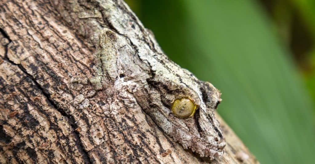 Leaf-tailed Gecko, mimicry, Uroplatus fimbriatus, Madagascar