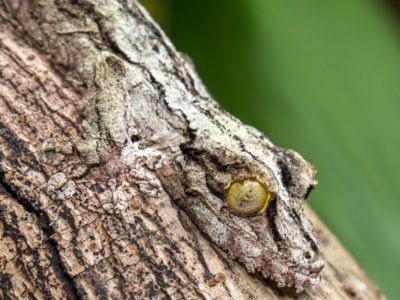 A New Gecko Discovered and Its Superpower Is Amazing