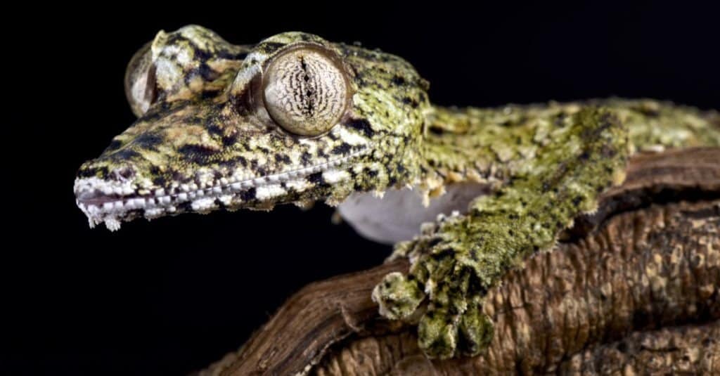 Гигантский листохвостый геккон, Uroplatus giganteus