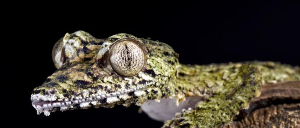 Giant leaf-tailed gecko, Uroplatus giganteus