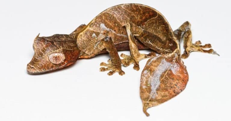 Baweng satanic leaf gecko, or Eyelash leaf tailed gecko (Uroplatus phantasticus), close-up isolated on white background