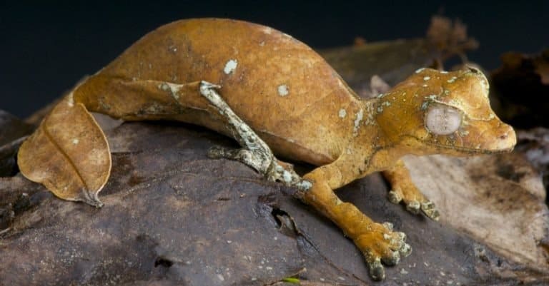 Satanic leaf tailed gecko / Uroplatus phantasticus