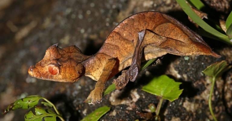 Endangered Spearpoint Leaf-tail gecko on branch