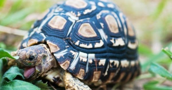 Leopard Tortoise - A-Z Animals