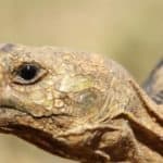 Leopard tortoise