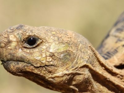 A Leopard Tortoise