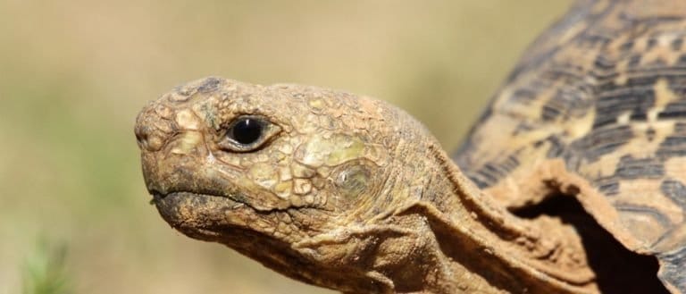 A close up photo of a leopard tortoise in South Africa
