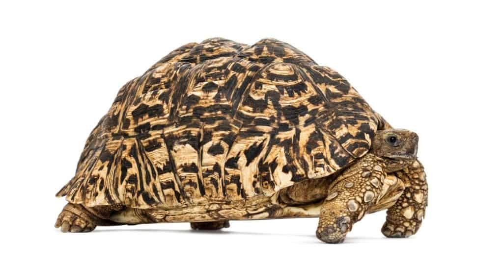 Leopard tortoise isolated on white background