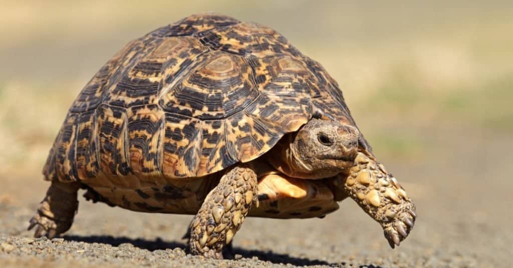 Leopard tortoise or mountain tortoise (Stigmochelys pardalis) walking, South Africa