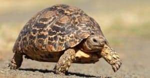 The 8 Best Tortoise Breeds to Keep as Pets Picture