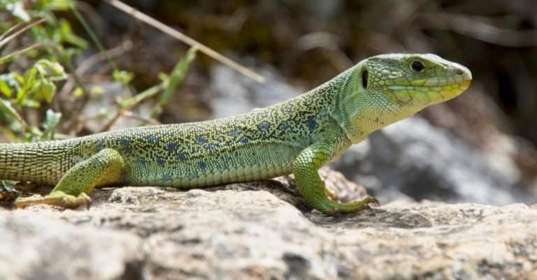 Eyed Lizard (also known as Ocellated Lizard or Jewelled Lizard, Timon lepidus) is IUCN Red Listed as near Theatened, Picos de Europa, Asturias, Spain.