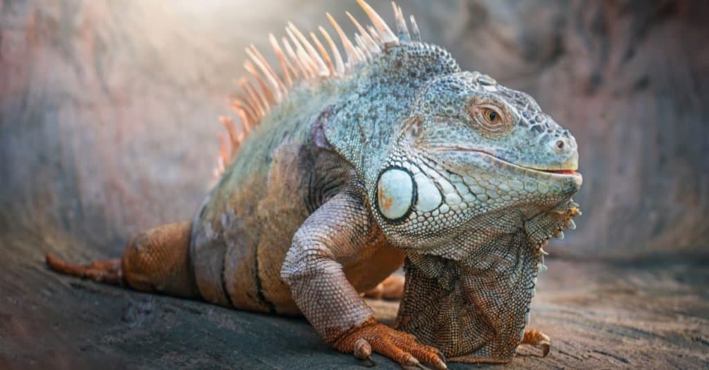 Lizard Iguana, in a cave where lizards live.