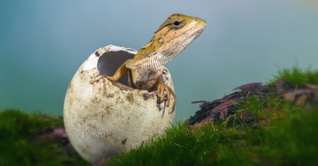Baby garden lizard appears from empty egg