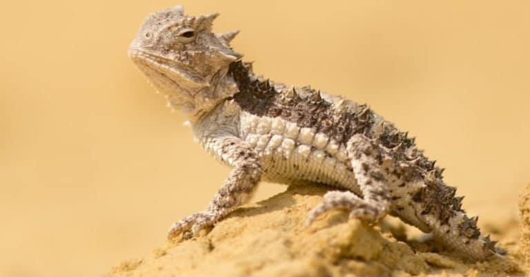 Horned lizard (Phrynosoma), also known as horny toads or horntoads