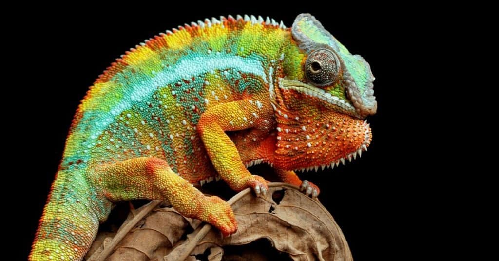 Lizard Animal Pictures | A-Z Animals