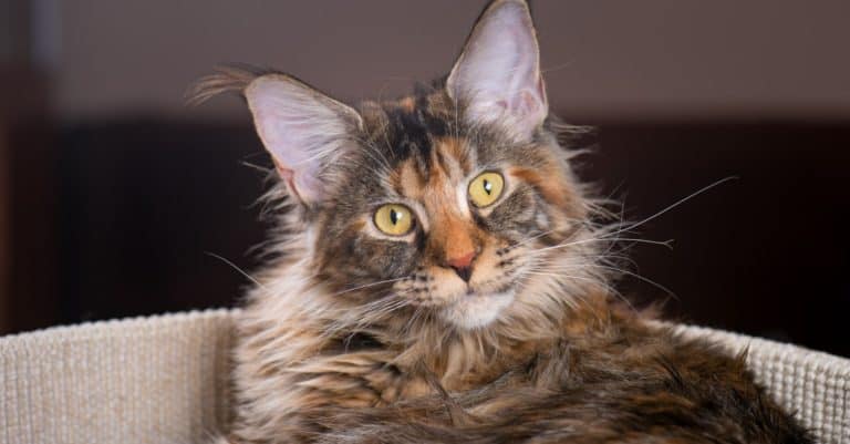 Fluffy tortoiseshell Main Coon in cat bed at home.