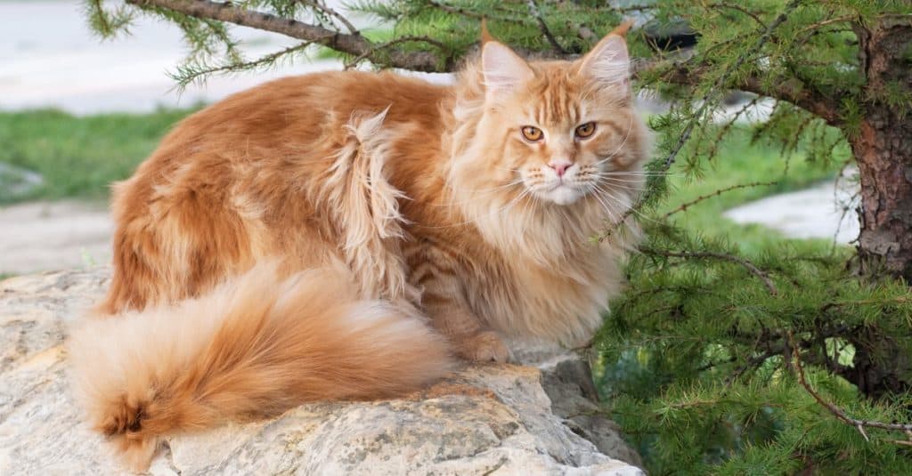 Maine Coon, is the biggest domesticated breed of cat with a distinctive physical appearance and high level hunting skills