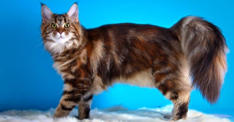 Maine Coon cat on a colored background