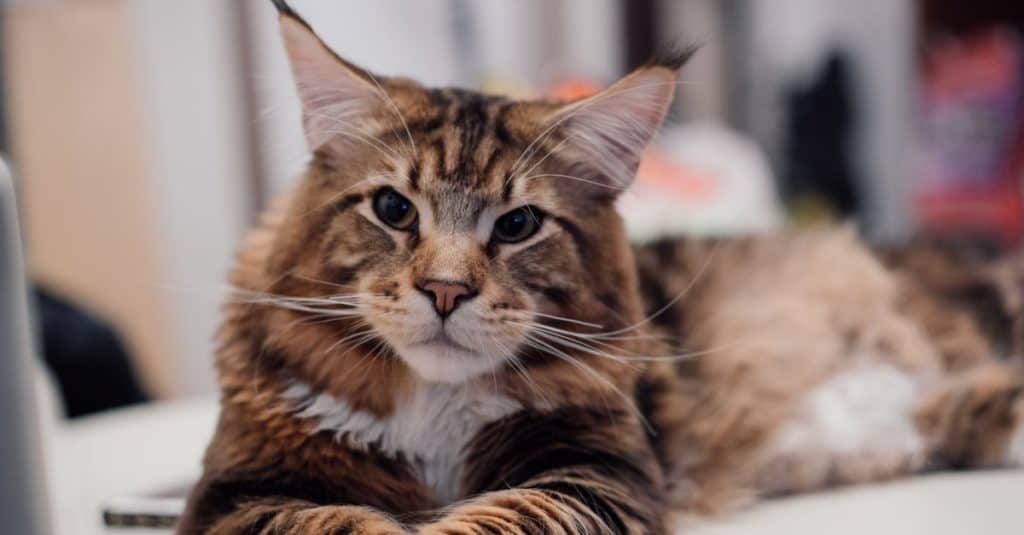 Maine Coon lying on the couch