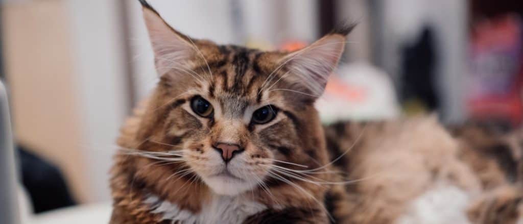 Maine Coon close-up