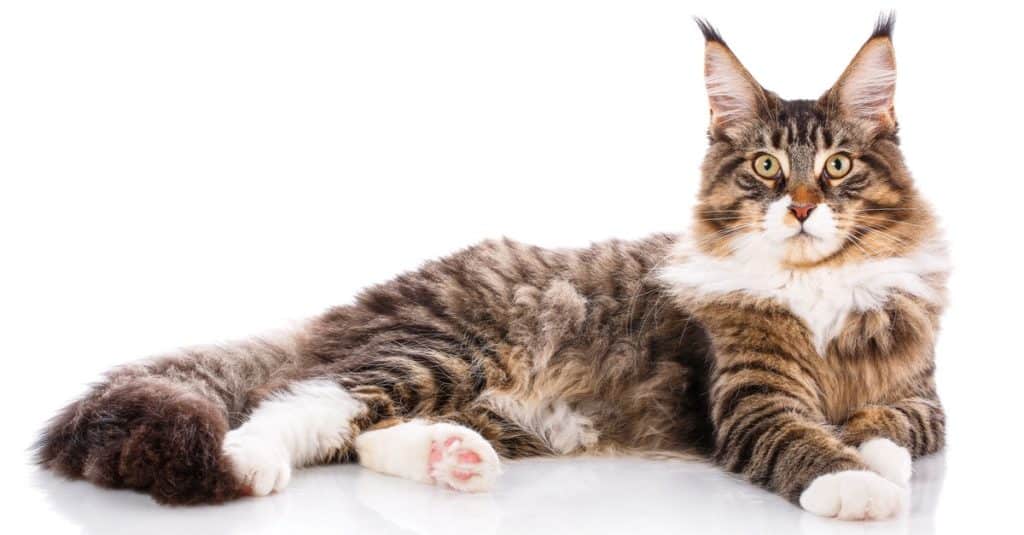 Large Maine Coon isolated on white background