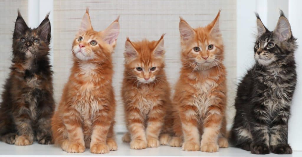 Pencere kenarında oturan üç kırmızı ve iki koyu Maine Coon kedi yavrusu