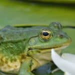 Marsh Frog