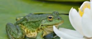 Marsh Frog photo