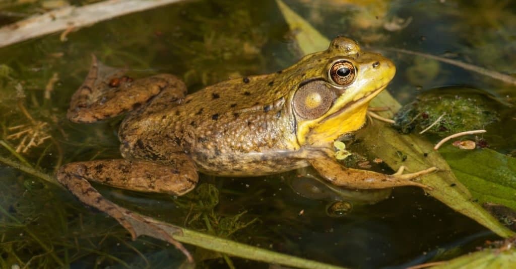 An adult Marsh Frog rests among aquatic vegetation in a Wisconsin lake