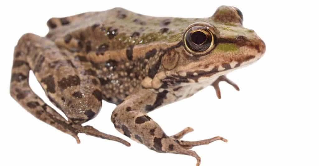 Marsh Frog isolated on white background.