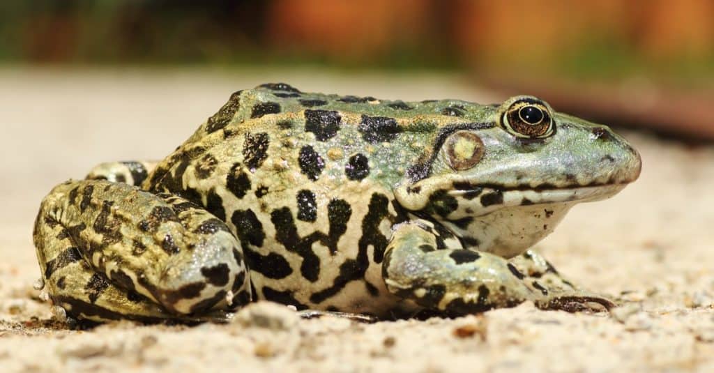 Colorful marsh frog ( Pelophylax ridibundus )