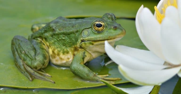 Marsh frog sits on a green leaf among white lilies on the lake
