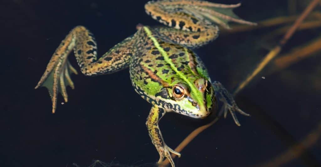 Marsh frog swimming in lake