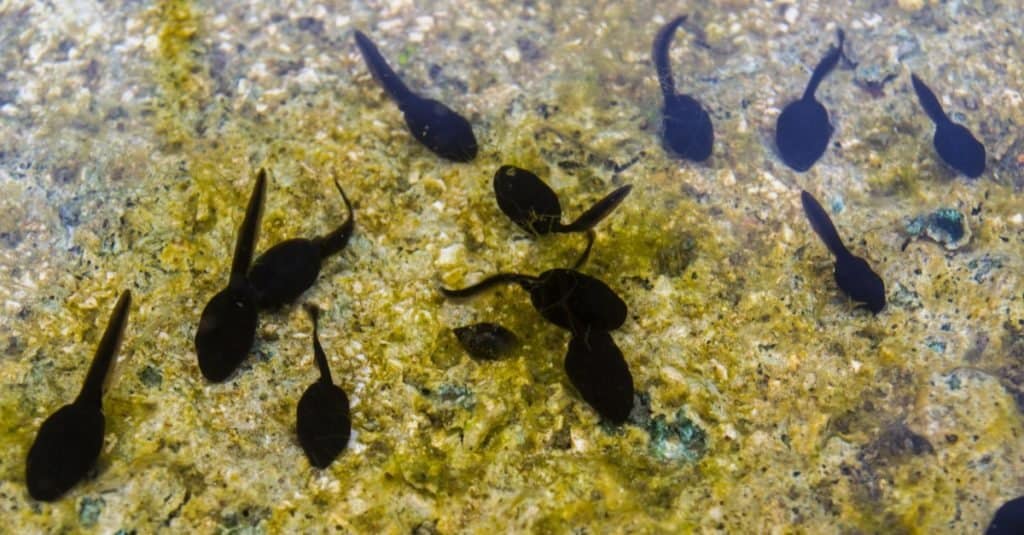 Marsh frog tadpoles swimming in their natural habitat
