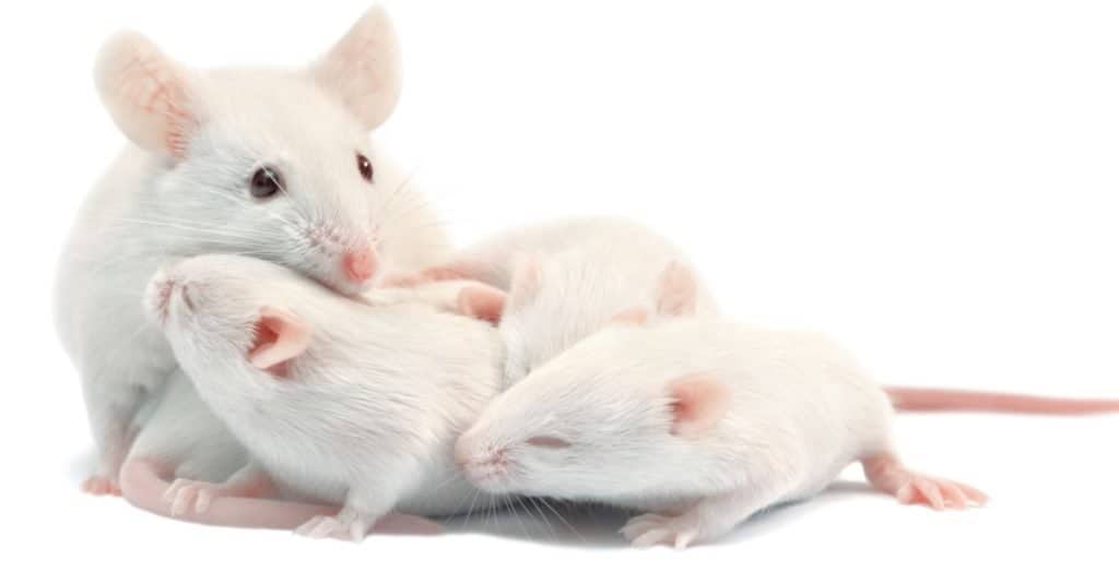 White laboratory mouse: mother with pups, which are 9 days old