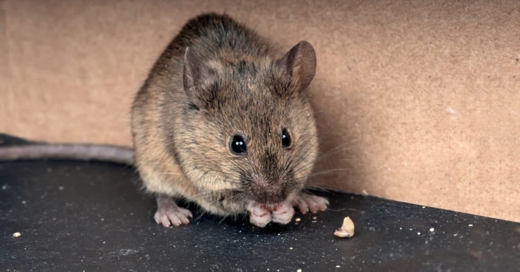 Common house mouse (Mus musculus) gnaws grain