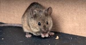 Does Irish Spring Soap Keep Mice Away? Picture