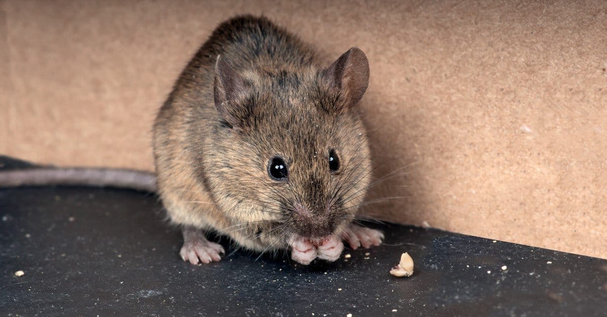 How To Get Rid of Mice and Rats With Irish Spring