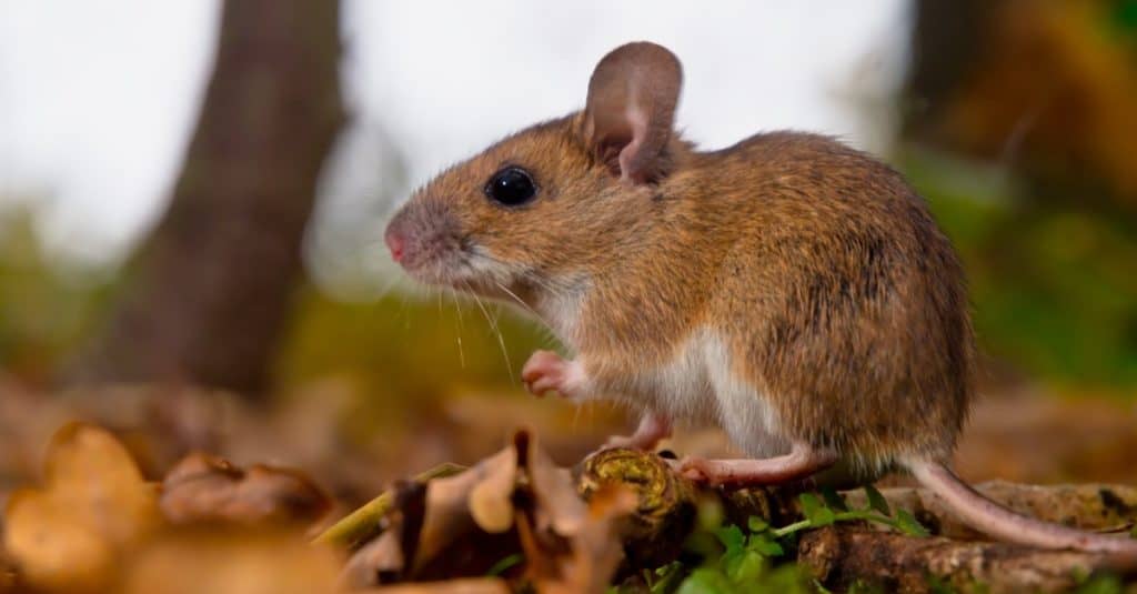 Yellow necked mouse seen from side