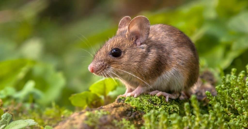 Wild Wood mouse resting on a stick on the forest floor with lush green vegetation