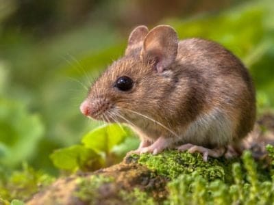 Mouse Animal Facts - AZ Animals