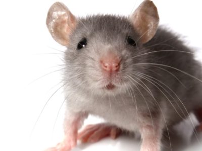 Mouse Animal Facts - AZ Animals