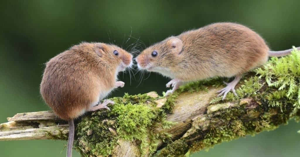 Deer mouse vs house mouse