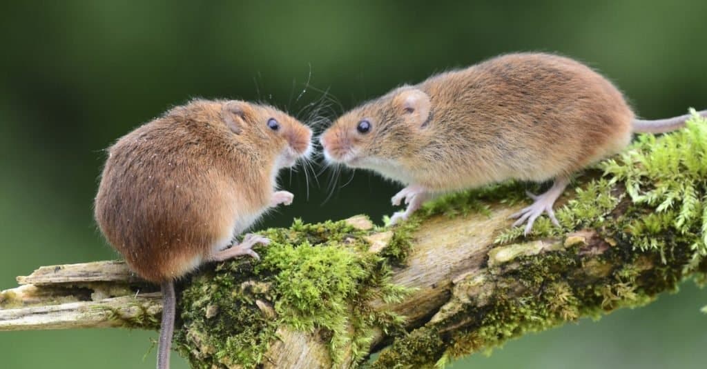 Vole Vs Mouse